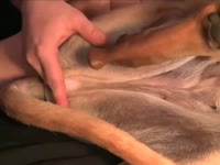 Homemade dog porn XXX with anal fucker and hound